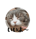 猫の四兄弟（個別スタンプ：9）