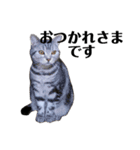 猫の四兄弟（個別スタンプ：12）
