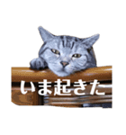 猫の四兄弟（個別スタンプ：15）