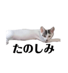猫の四兄弟（個別スタンプ：16）