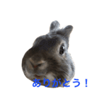 もふもふまるお（個別スタンプ：6）