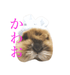もふもふまるお（個別スタンプ：7）