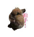もふもふまるお（個別スタンプ：13）