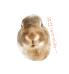 もふもふまるお（個別スタンプ：23）