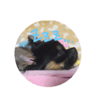 チワワのしじみちゃん（個別スタンプ：2）