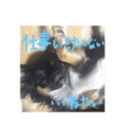 チワワのしじみちゃん（個別スタンプ：5）