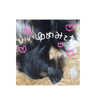 チワワのしじみちゃん（個別スタンプ：7）