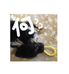 チワワのしじみちゃん（個別スタンプ：8）