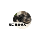 チャビースタンプ 2（個別スタンプ：14）