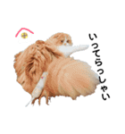 I am Fluffy Cat 3（個別スタンプ：1）