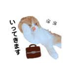 I am Fluffy Cat 3（個別スタンプ：2）