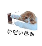 I am Fluffy Cat 3（個別スタンプ：4）