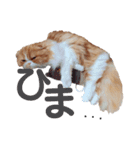I am Fluffy Cat 3（個別スタンプ：6）
