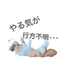 I am Fluffy Cat 3（個別スタンプ：7）