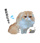 I am Fluffy Cat 3（個別スタンプ：8）
