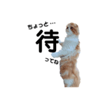 I am Fluffy Cat 3（個別スタンプ：9）