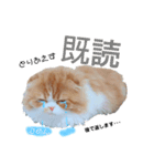 I am Fluffy Cat 3（個別スタンプ：10）
