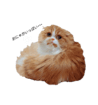 I am Fluffy Cat 3（個別スタンプ：12）