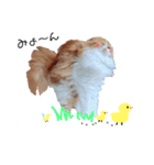 I am Fluffy Cat 3（個別スタンプ：13）