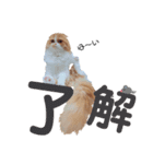 I am Fluffy Cat 3（個別スタンプ：15）