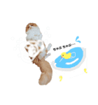 I am Fluffy Cat 3（個別スタンプ：17）