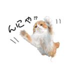 I am Fluffy Cat 3（個別スタンプ：18）