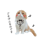 I am Fluffy Cat 3（個別スタンプ：20）