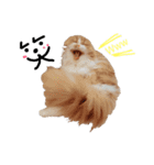I am Fluffy Cat 3（個別スタンプ：22）