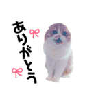 I am Fluffy Cat 3（個別スタンプ：23）