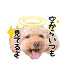 星のおーじろー（個別スタンプ：1）