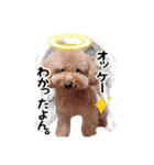 星のおーじろー（個別スタンプ：8）