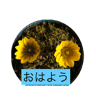 お花と挨拶（個別スタンプ：1）