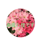 お花と挨拶（個別スタンプ：3）