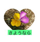 お花と挨拶（個別スタンプ：4）