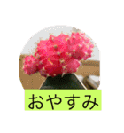 お花と挨拶（個別スタンプ：5）