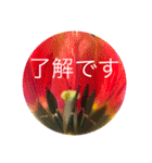 お花と挨拶（個別スタンプ：6）