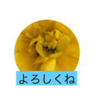 お花と挨拶（個別スタンプ：17）