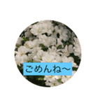 お花と挨拶（個別スタンプ：19）