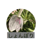 お花と挨拶（個別スタンプ：21）