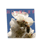 お花と挨拶（個別スタンプ：22）