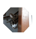 おかか 2（個別スタンプ：6）