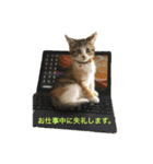 さしみスタンプ2（個別スタンプ：4）