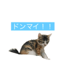 さしみスタンプ2（個別スタンプ：5）