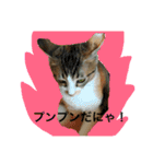 さしみスタンプ2（個別スタンプ：10）