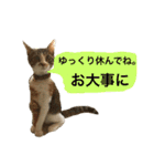 さしみスタンプ2（個別スタンプ：11）