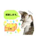 さしみスタンプ2（個別スタンプ：15）
