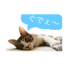さしみスタンプ2（個別スタンプ：16）