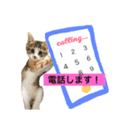 さしみスタンプ2（個別スタンプ：17）