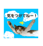 さしみスタンプ2（個別スタンプ：23）