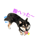 だいスタ2(ファミリー乱入Ver)（個別スタンプ：13）